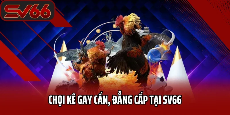 Trang chủ 29 Chọi kê gay cấn, đẳng cấp tại SV66